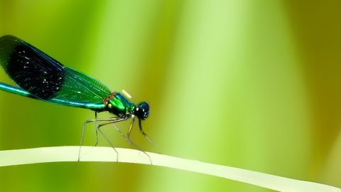 Banded Demoiselle on leaf