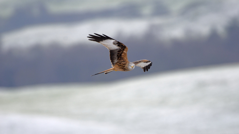 Red Kite