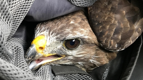 Injured Buzzard - Kevin Caster