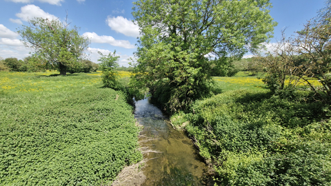 James Adler Reserve stream