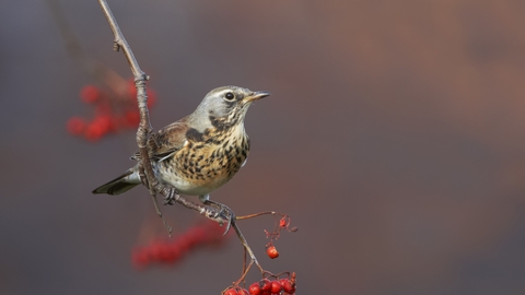 Fieldfare