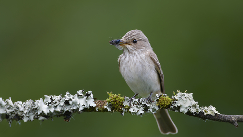 Spotted Flycatcher