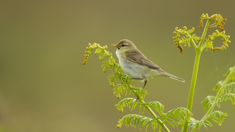 Willow Warbler