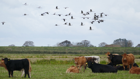 Cranes over Cattle Nene Fens - Charlie Kitchin