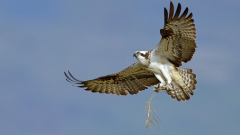 Osprey (c) Andy Rouse-2020VISION