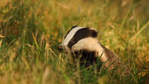 Badger