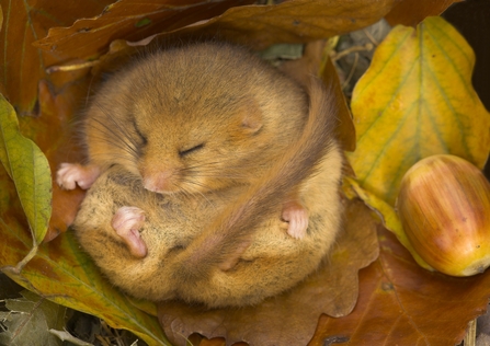 Hazel dormouse