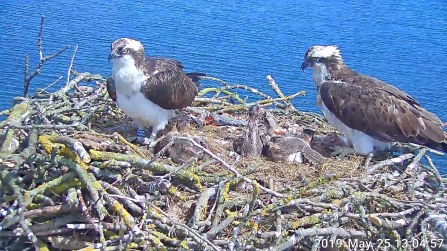 Maya and 33 with chicks from last year