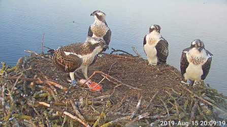 2019 Manton Bay chicks