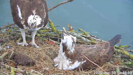 Maya and 33 on the nest