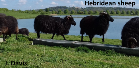 Hebridean sheep