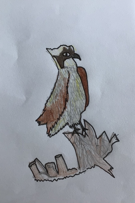 Osprey drawing