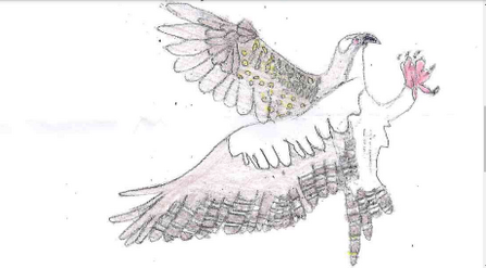 Osprey drawing