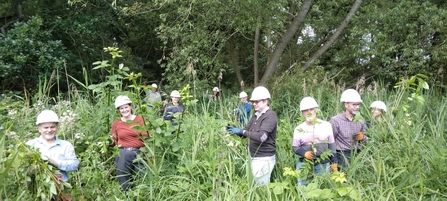 Balsam bashing