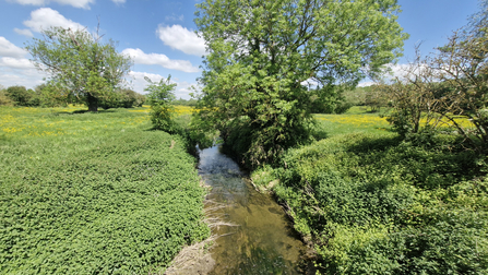 James Adler Reserve stream