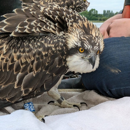 Osprey juvenile (1R0) with blue ring.