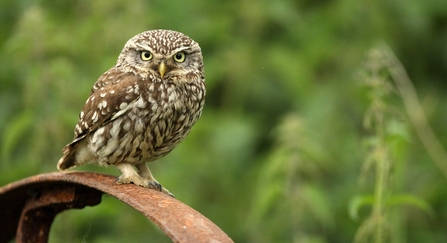 Little owl