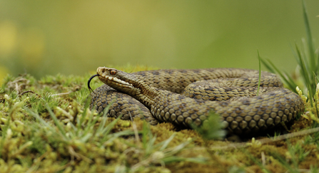 Adder