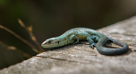 Common lizard