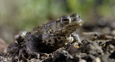 Common toad