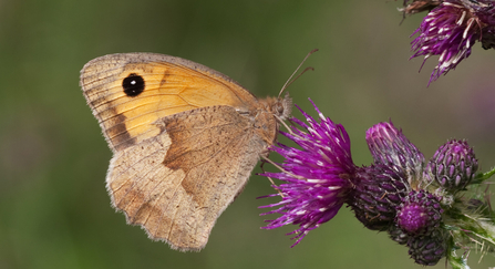 meadow brown