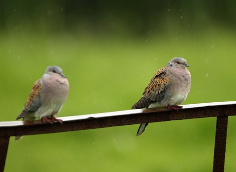 Turtle doves