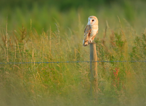 Barn owl perched