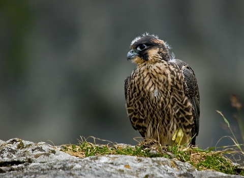 Juvenile peregrine falcon