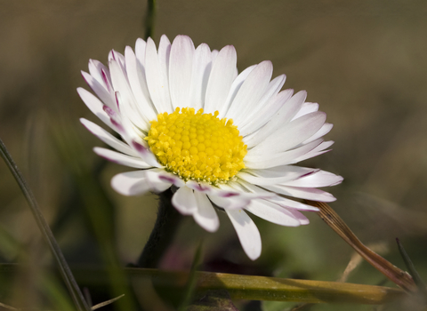 Common Daisy