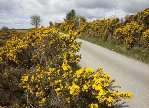 Gorse