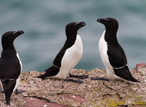 Razorbill