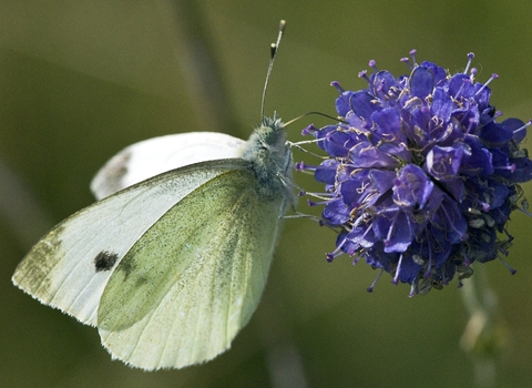 Small White butterfly