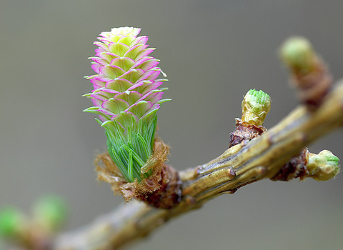 European Larch