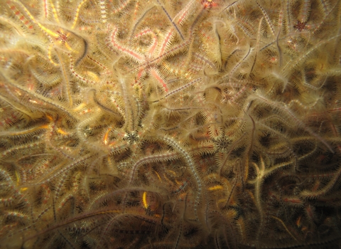 Common Brittlestars