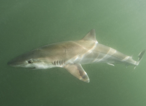 Tope shark