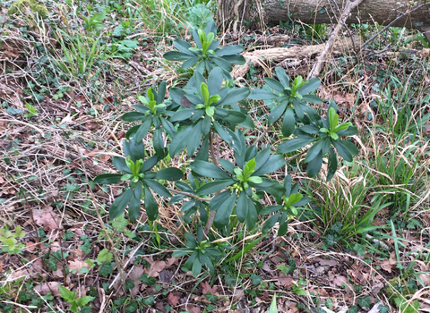 spurge laurel