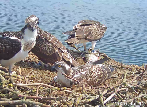 4 Manton Bay juveniles