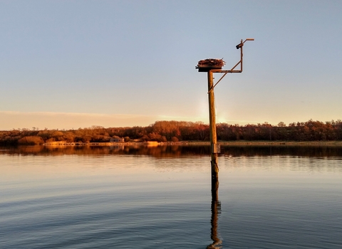 Osprey Nest Webcam 