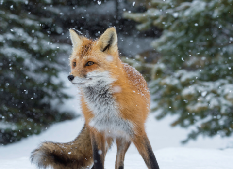 Fox in snow