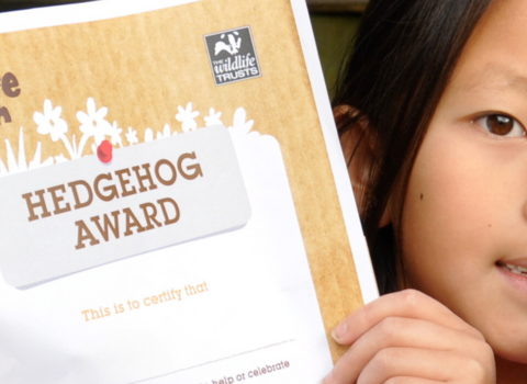 Child with Hedgehog award certificate 