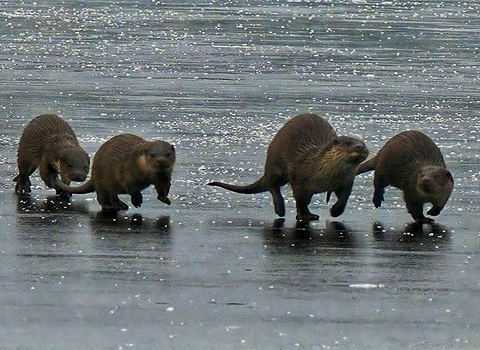 Otters on ice at Rutland Water - Tony Marshall