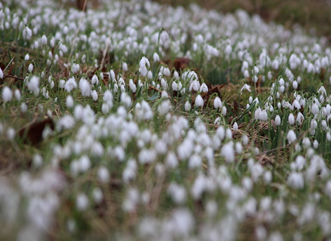 Dimminsdale Snowdrops