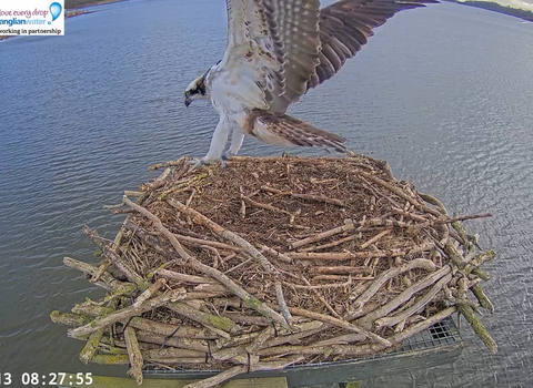 The start of the 2025 Osprey season has finally arrived!