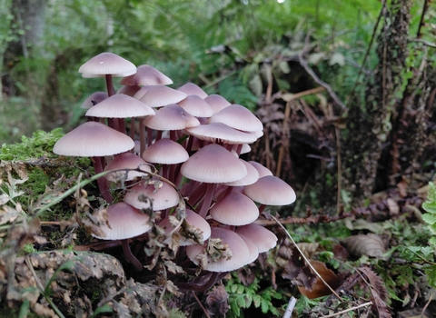 A clump of Lilac Bonnet fungi