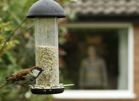 vine house farm bird feeders