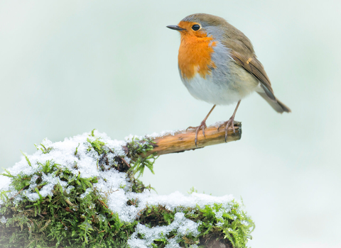 Robin in snow